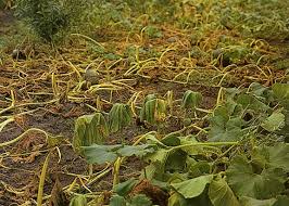 Bacterial Wilt: Description, Damages Caused, Control and Preventive Measures