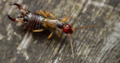 Earwigs: Description, Damages Caused, Control and Preventive Measures