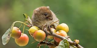 Voles: Description, Damages Caused, Control and Preventive Measures Voles: Description, Damages Caused, Control and Preventive Measures