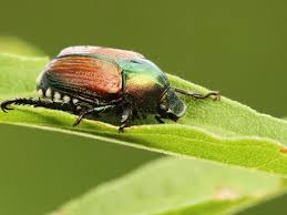 Japanese Beetles: Description, Damages Caused, Control and Preventive Measures