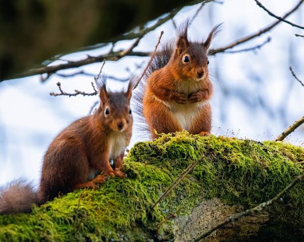 Squirrels: Description, Damages Caused, Control and Preventive Measures