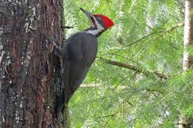 Woodpeckers: Description, Damages Caused, Control and Preventive Measures Woodpeckers: Description, Damages Caused, Control and Preventive Measures