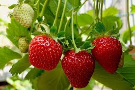 Strawberries: History, Nutrition, Health Benefits and Growing Guide 