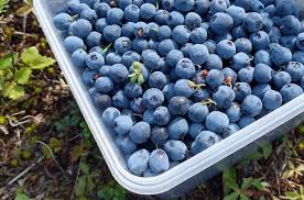 How to Tell if Blueberries are Ripe