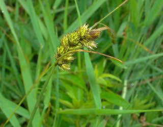 How to Grow, Use and Care for Wiegand's Sedge Grass (Carex wiegandii)