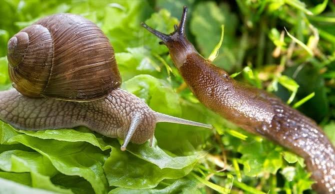 Slugs and Snails: Description, Damages Caused, Control and Preventive Measures
