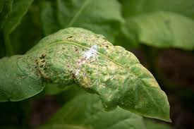 Tobacco Mosaic Virus: Description, Damages Caused, Control and Preventive Measures