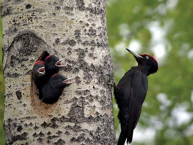Woodpeckers: Description, Damages Caused, Control and Preventive Measures Woodpeckers: Description, Damages Caused, Control and Preventive Measures