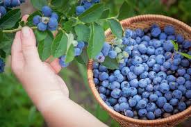 Blueberries: History, Nutrition, Health Benefits and Growing Guide