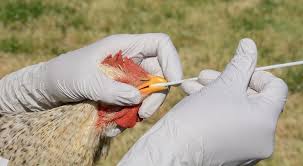 Avian Influenza (Bird Flu): Description, Damages Caused, Control and Preventive Measures Avian Influenza (bird flu): Description, Damages Caused, Control and Preventive Measures