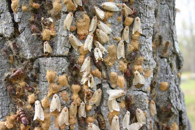 Gypsy Moth: Description, Damages Caused, Control and Preventive Measures