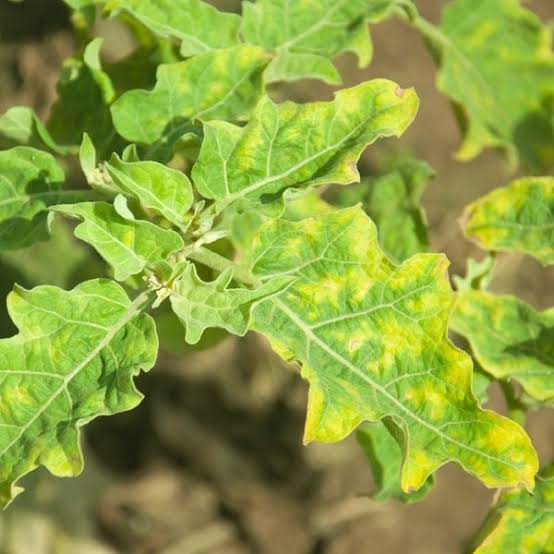 Tobacco Mosaic Virus: Description, Damages Caused, Control and Preventive Measures