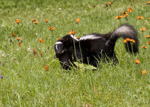 Skunks: Description, Damages Caused, Control and Preventive Measures