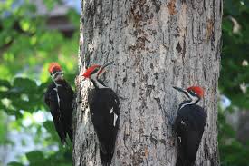 Woodpeckers: Description, Damages Caused, Control and Preventive Measures