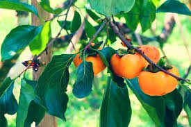 Persimmons: History, Nutrition, Health Benefits and Growing Guide 