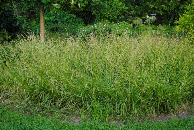 How to Grow, Use and Care for Wolftail Sedge Grass (Carex cherokeensis)