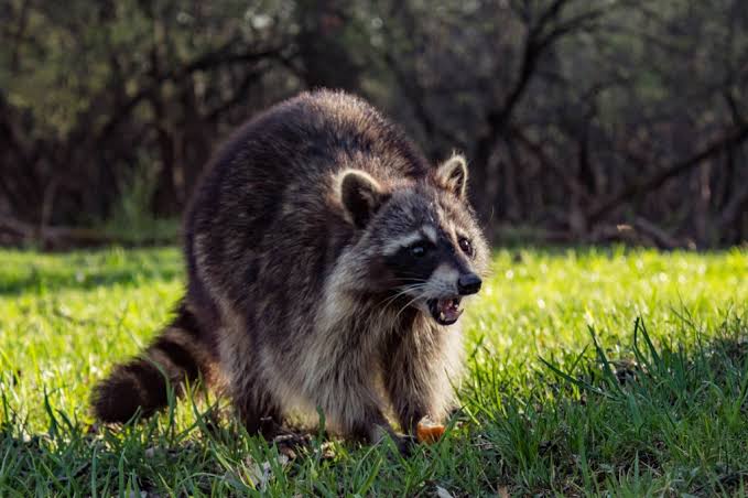 Raccoons: Description, Damages Caused, Control and Preventive Measures