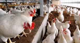 Avian Influenza (Bird Flu): Description, Damages Caused, Control and Preventive Measures Avian Influenza (bird flu): Description, Damages Caused, Control and Preventive Measures