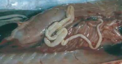 Tapeworms: Description, Damages Caused, Control and Preventive Measures