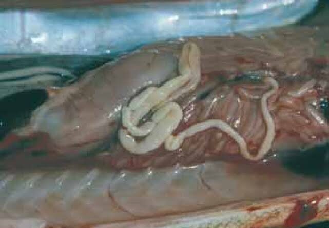 Tapeworms: Description, Damages Caused, Control and Preventive Measures