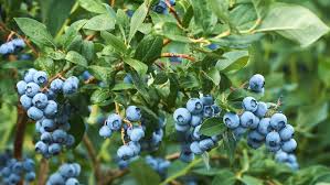 Blueberries: History, Nutrition, Health Benefits and Growing Guide