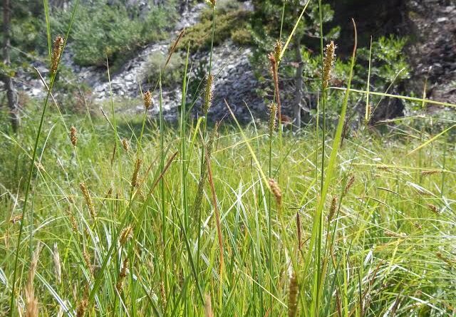 How To Grow Use And Care For Woolly Sedge Grass Carex Pellita Agric4profits 2056