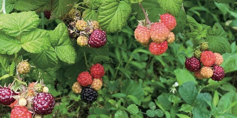 Raspberries: History, Nutrition, Health Benefits and Growing Guide Raspberries: History, Nutrition, Health Benefits and Growing Guide