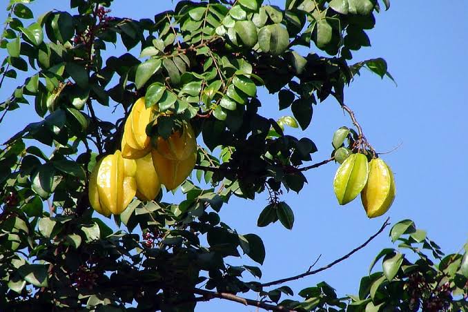 Star Fruits: History, Nutrition, Health Benefits and Growing Guide 