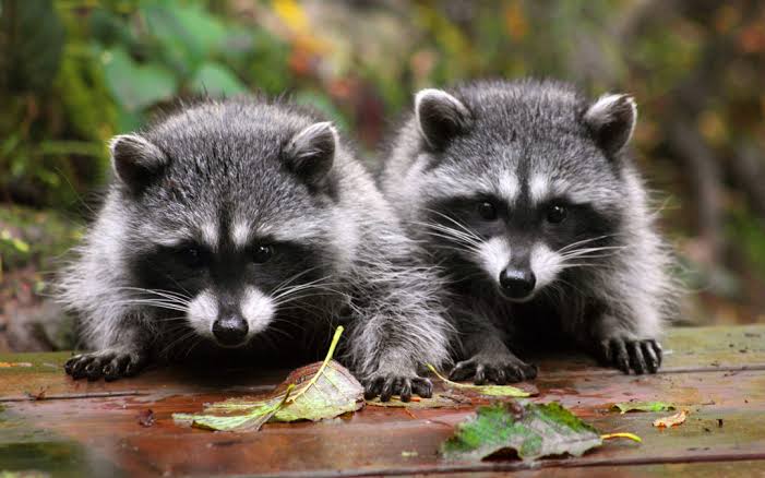 Raccoons: Description, Damages Caused, Control and Preventive Measures