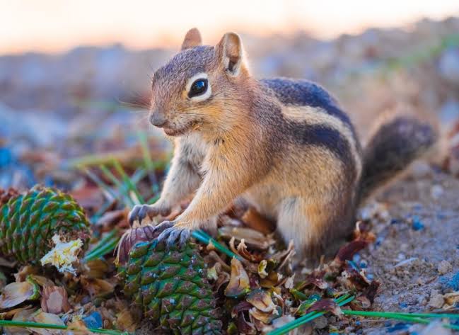 Chipmunks: Description, Damages Caused, Control and Preventive Measures Chipmunks: Description, Damages Caused, Control and Preventive Measures