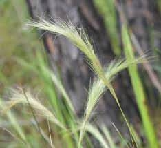 How to Grow, Use and Care for Woollysheath Threeawn Grass (Aristida lanosa)