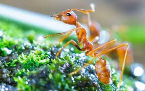 Ants: Description, Damages Caused, Control and Preventive Measures