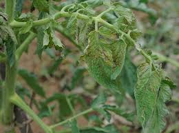 Tomato Spotted Wilt Virus: Description, Damages Caused, Control and Preventive Measures