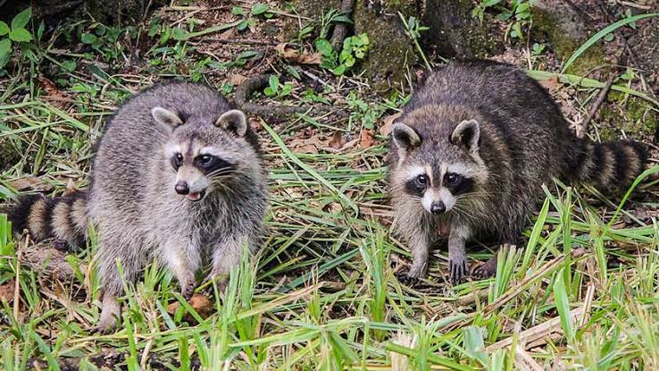 Raccoons: Description, Damages Caused, Control and Preventive Measures