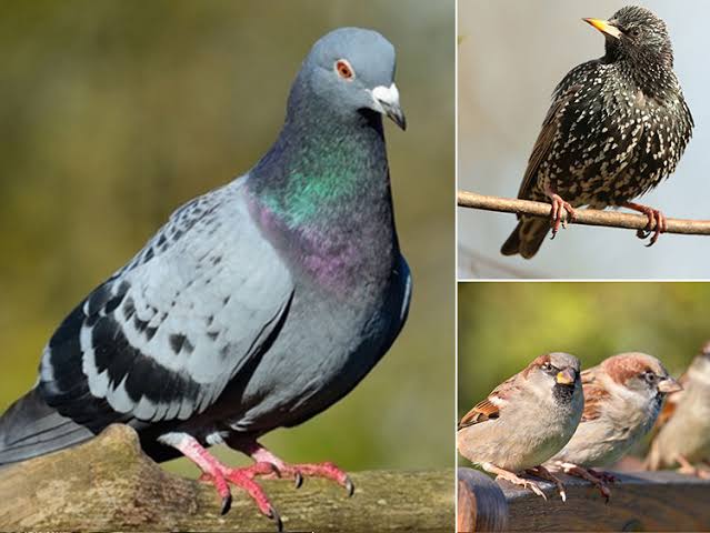 Birds: Description, Damages Caused, Control and Preventive Measures Birds: Description, Damages Caused, Control and Preventive Measures