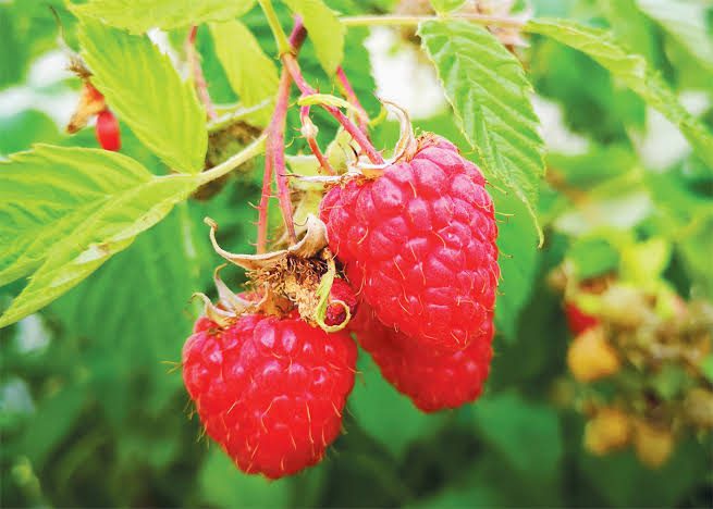 Raspberries: History, Nutrition, Health Benefits and Growing Guide Raspberries: History, Nutrition, Health Benefits and Growing Guide