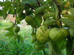 Cherimoyas: History, Nutrition, Health Benefits and Growing Guide 