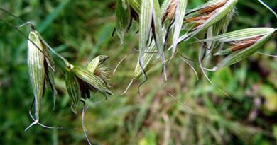 How to Grow, Use and Care for Wild Oat Grass (Avena fatua)