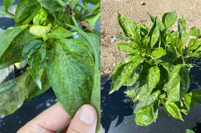 Tomato Spotted Wilt Virus: Description, Damages Caused, Control and Preventive Measures