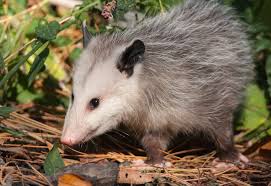 Possums (opossums): Description, Damages Caused, Control and Preventive Measures