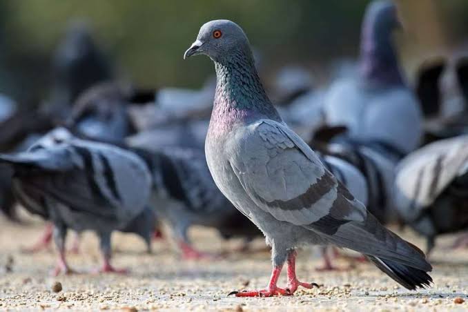 Birds: Description, Damages Caused, Control and Preventive Measures