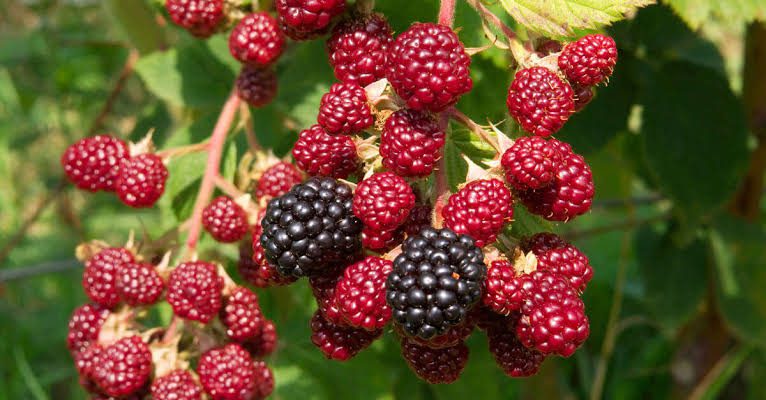 Raspberries: History, Nutrition, Health Benefits and Growing Guide Raspberries: History, Nutrition, Health Benefits and Growing Guide