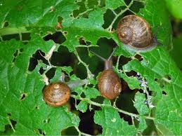 Slugs and Snails: Description, Damages Caused, Control and Preventive Measures