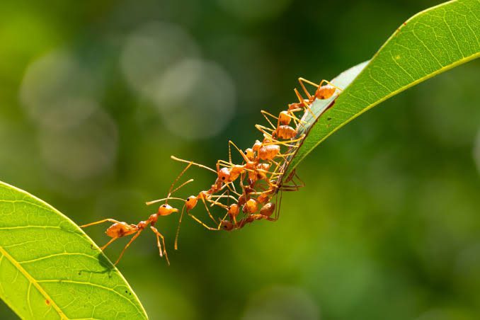 Ants: Description, Damages Caused, Control and Preventive Measures