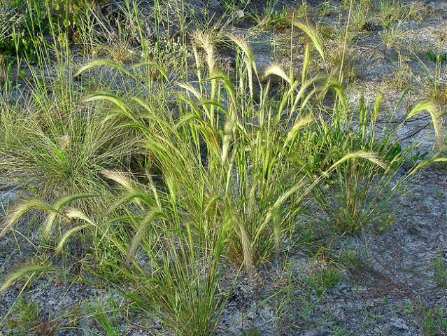 How to Grow, Use and Care for Woollysheath Threeawn Grass (Aristida lanosa)