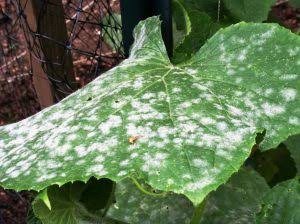 Powdery Mildew: Description, Damages Caused, Control and Preventive Measures