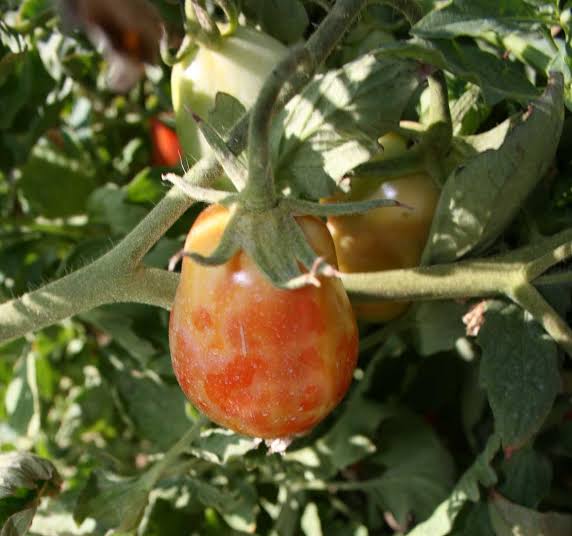 Tomato Spotted Wilt Virus: Description, Damages Caused, Control and Preventive Measures