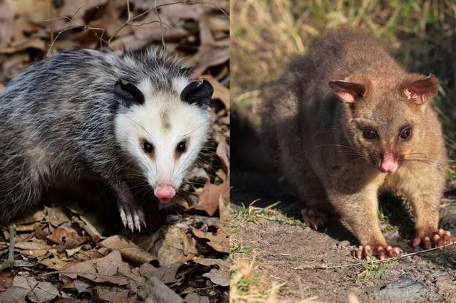 Possums (opossums): Description, Damages Caused, Control and Preventive Measures