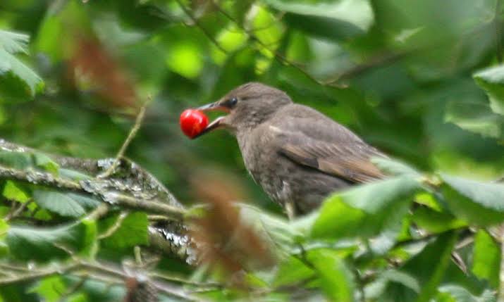 Birds: Description, Damages Caused, Control and Preventive Measures Birds: Description, Damages Caused, Control and Preventive Measures