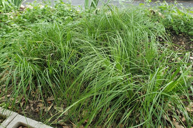 How to Grow, Use and Care for Wolftail Sedge Grass (Carex cherokeensis ...